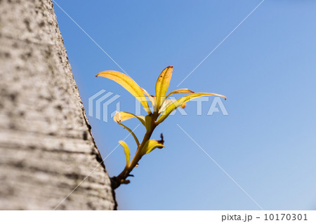 楠木の若葉 10170301