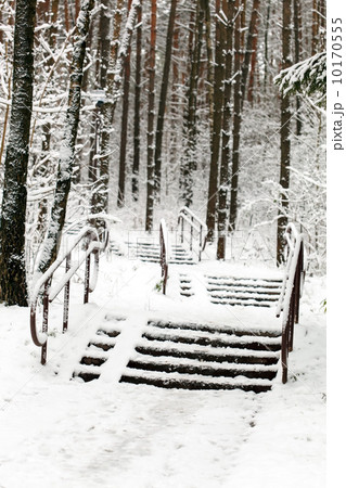 winter forest winter forest 10170555