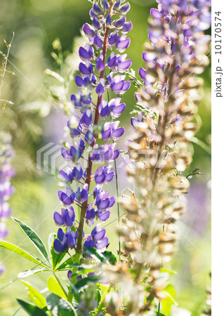 Wild lupines Wild lupines 10170574