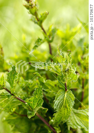 Fresh mint Fresh mint 10170677