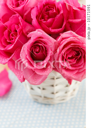 pink roses in the basket pink roses in the basket 10171091