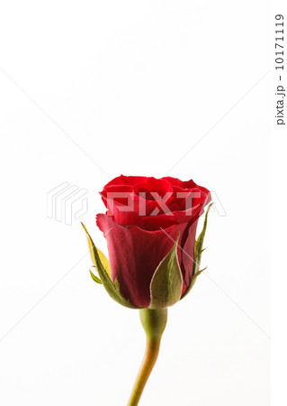 beautiful rose 10171119