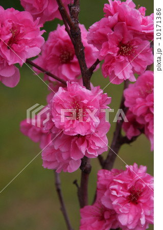 花桃 10171386