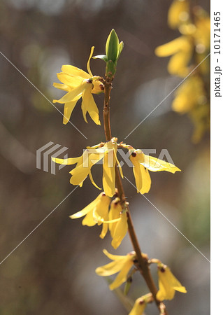 自然　植物　レンギョウの花 10171465