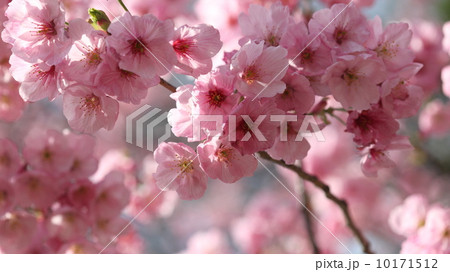 自然 植物 満開のヨウコウザクラ 自然 植物 満開のヨウコウザクラ 10171512