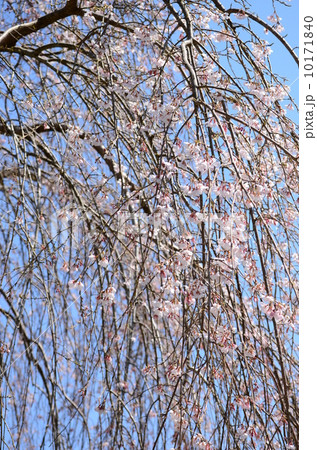 咲き誇るシダレサクラ 10171840