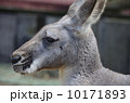 カンガルーの横顔 10171893