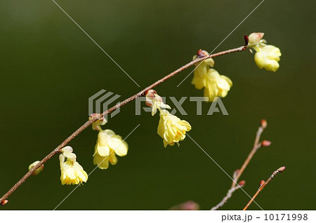 ヒュウガミズキ 10171998