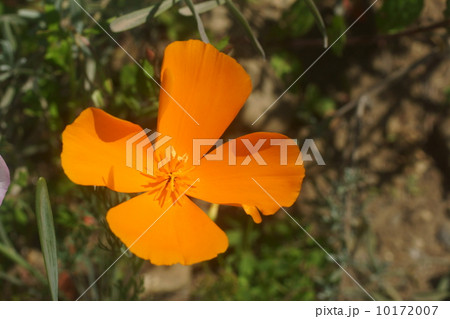 ハナビシソウ ハナビシソウ 10172007