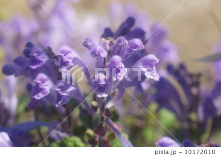 タツナミソウ タツナミソウ 10172010