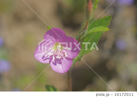 アカバナユウゲショウ 10172011