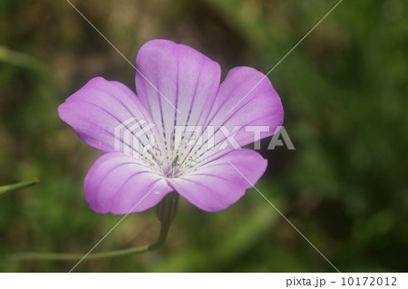 ムギナデシコ 10172012