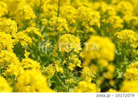 菜の花 10172079
