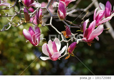 シモクレン 10172080