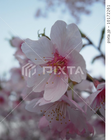 桜イメージ（１） 10172261