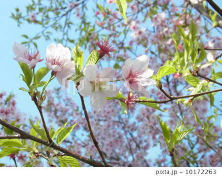 桜イメージ（３） 10172263