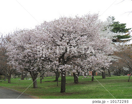 オニウシ公園の桜 10172293