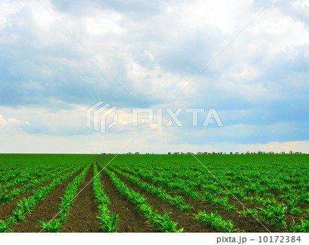 Greenery plantation Greenery plantation 10172384