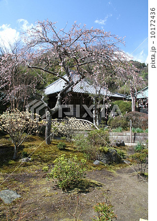 春の海蔵寺の庭園 10172436