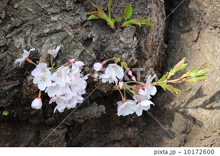 桜 10172600