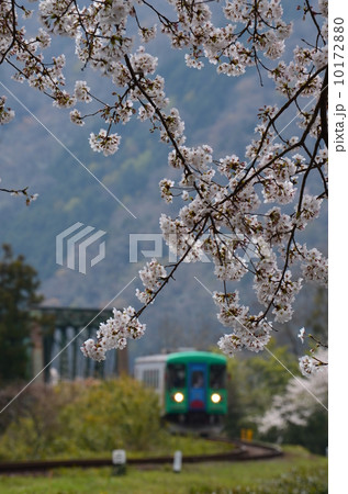 樽見鉄道の春 10172880