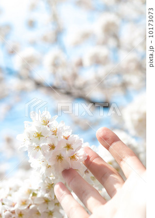 桜 桜 10173073