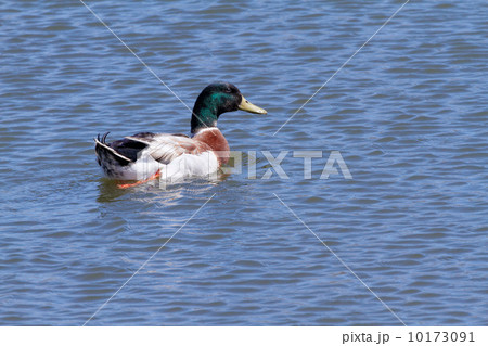 舎人公園の池のアオクビアヒル 10173091
