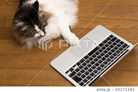 猫とパソコン 10173181