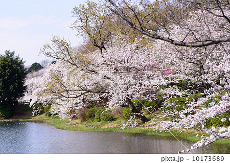 さくら名所100選 三ツ池公園 下の池の桜 さくら名所100選 三ツ池公園 下の池の桜 10173689