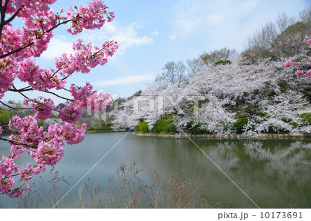 さくら名所１００選　三ツ池公園　横浜緋桜と中の池 10173691