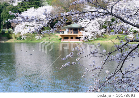 さくら名所１００選　三ツ池公園　春の下の池 10173693