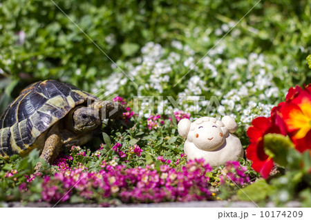 ヘルマン陸亀と羊 10174209