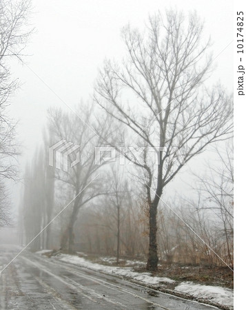 Obscure woods in tight fog 10174825