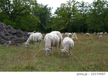 Grazing sheep 10174997