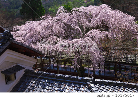 十輪寺の業平桜 10175017