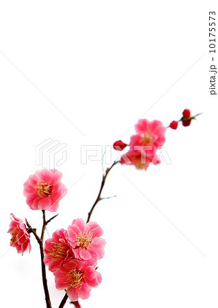 八重咲きの紅梅 10175573