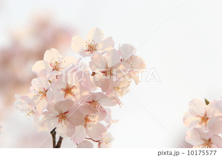 桜の花 10175577