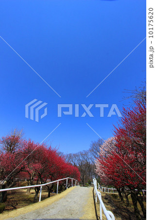 馬事公苑の梅 10175620