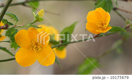 自然　植物　ヤマブキの花① 10175679