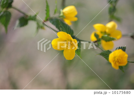 自然　植物　ヤマブキの花② 10175680