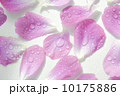 バラの花びらと水滴 10175886