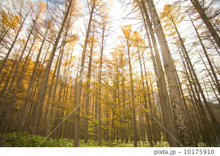 からまつ林 10175910