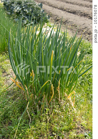 ねぎ 10176078
