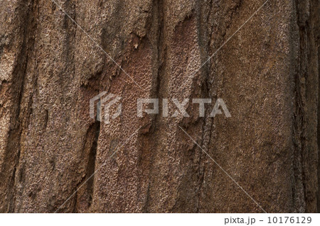 Redwood Sequoia tree trunk bark texture  10176129