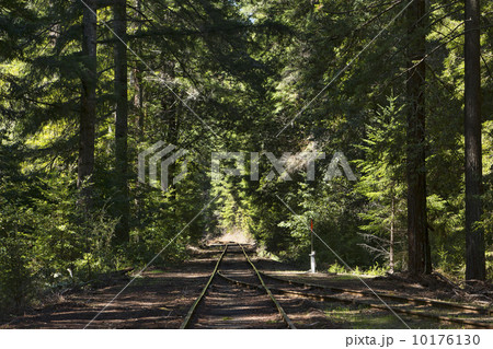 Railroad track through dark green redwood forest 10176130