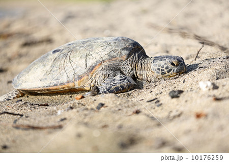 Turtle - hawaiian sea turtles on Hawaii Turtle - hawaiian sea turtles on Hawaii 10176259