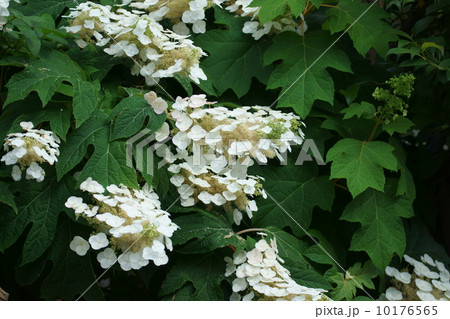 柏葉紫陽花カシワバアジサイ 一重咲き 咲き始めの写真素材