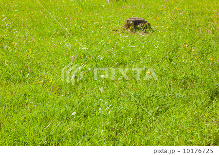 草原と切り株 10176725