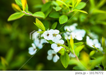 ユキヤナギの白い花のクローズアップ ユキヤナギの白い花のクローズアップ 10176772