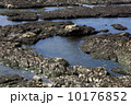 Pacific Ocean tidal pools 10176852